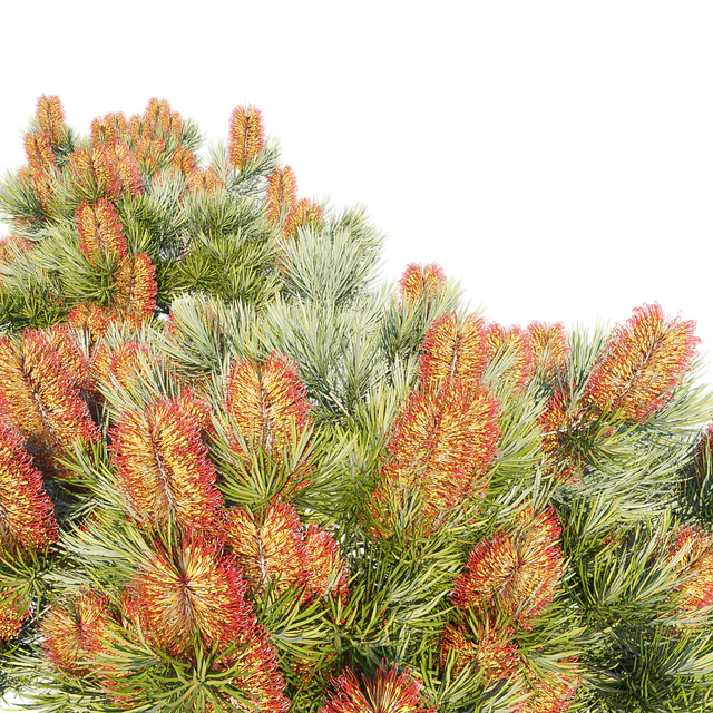 Banksia spinulosa | Coastal Cushion | Hairpin banksia — Descargar
