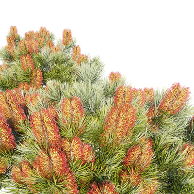 Banksia spinulosa | Coastal Cushion | Hairpin banksia — Ver 2