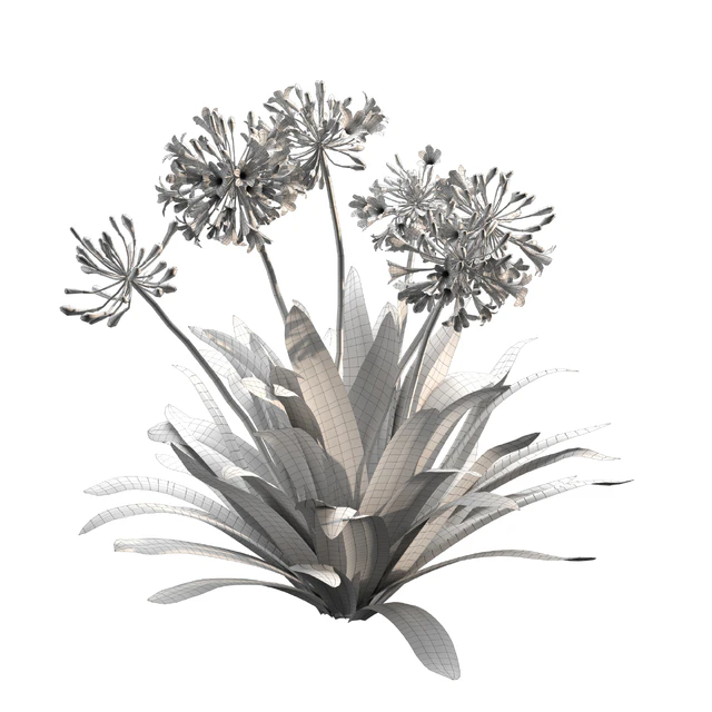 Agapanthus 02 — Descargar