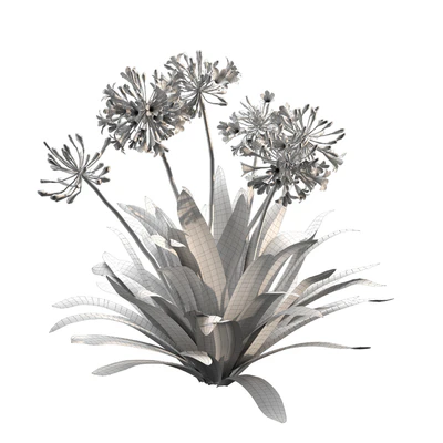 Agapanthus 02 — Ver 2