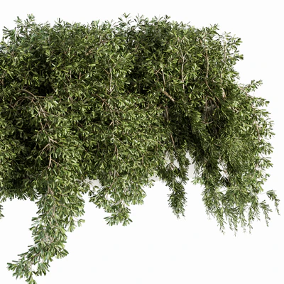 ivy plants in box - Outdoor Set 80 — View 3