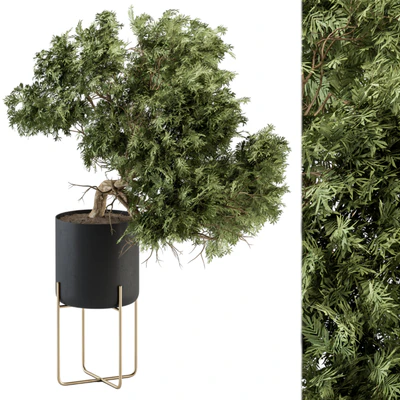 indoor Plant Set 345 - Tree in Black pot — скачать