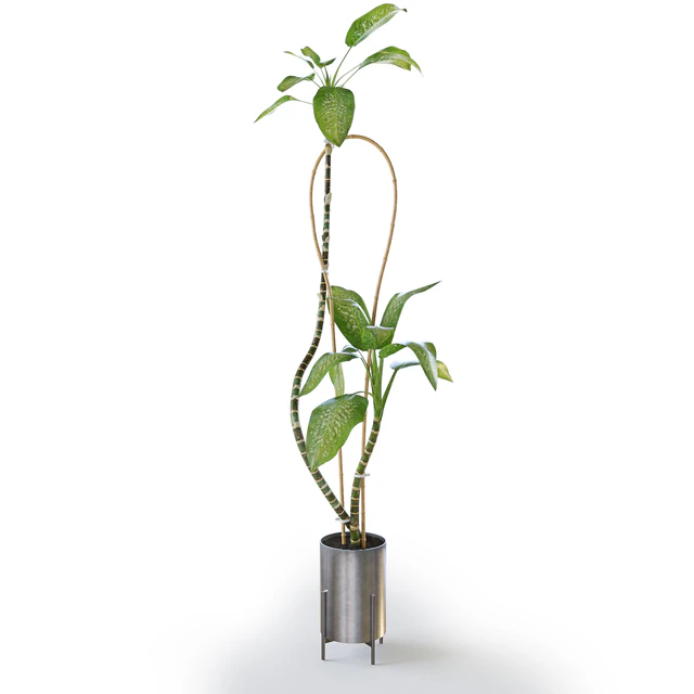 Dieffenbachia Green — Скачать