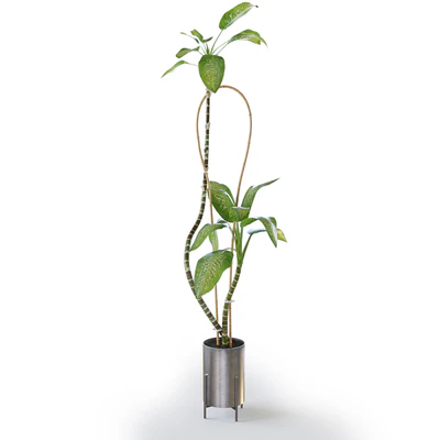 Dieffenbachia Green — Вид 2
