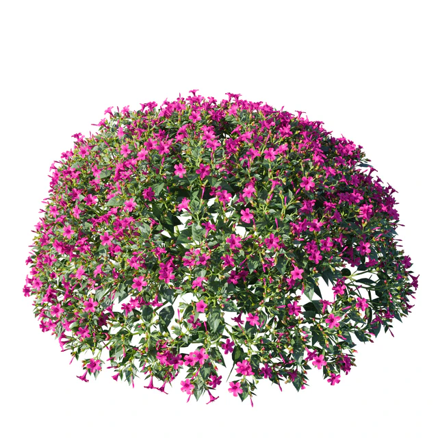 Mirabilis jalapa (Fuchsia) August (Corona)  Mirabilis jalapa — Descargar