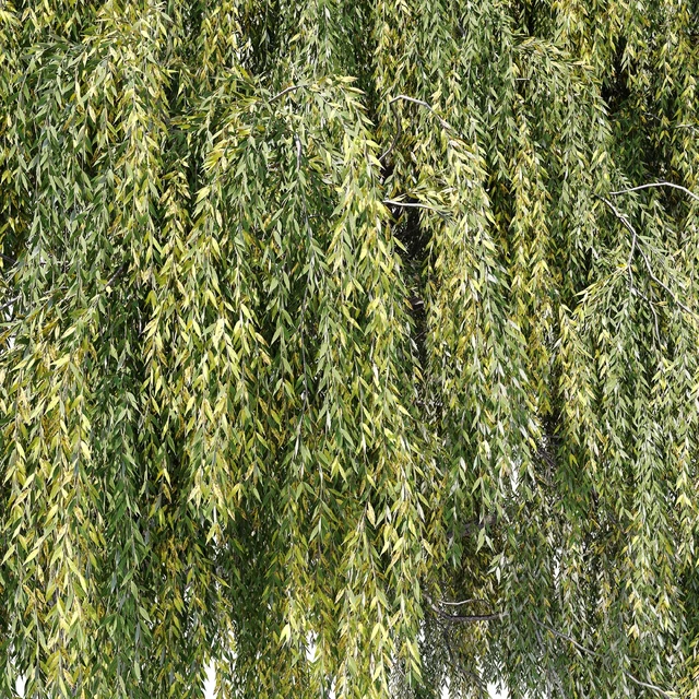 Ива (Salix, Willow) — Скачать