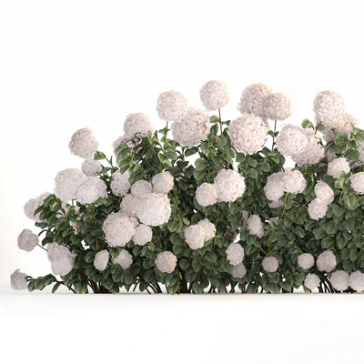 Beautiful bush white hydrangea with flowers for the garden, hedge. Plant set 1185 — Ver 3