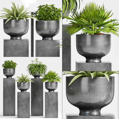 PLANT -54 — Вид 1