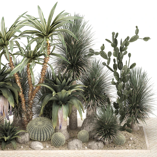 Collection of desert plants from cacti, Yucca and prickly pear, carnegie, Dracaena thickets, botanical garden. 1108. — Descargar