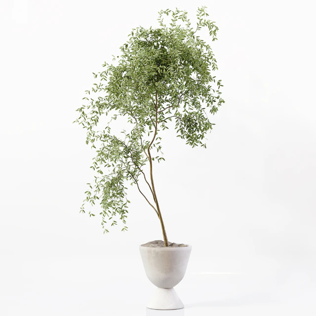 Indoor Plant 05 — Скачать