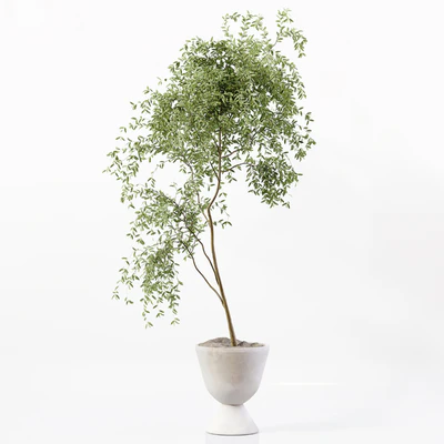 Indoor Plant 05 — Вид 2