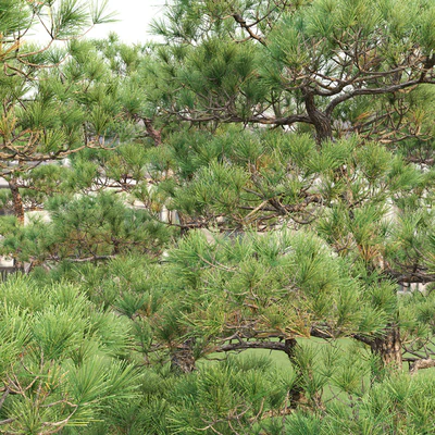 Bonsai — Вид 2