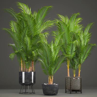 Plant collection 216. Howea forsteriana, palm tree, basket, black pot, indoor plants — Ver 1