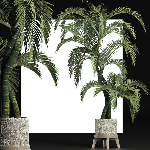 Plants Collection 162 Egyptian Palm — Скачать