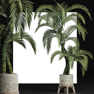 Plants Collection 162 Egyptian Palm — Вид 2