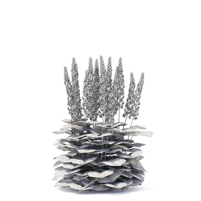 Delphinium hybrid flowers | Delphinium hybridum — Ver 4