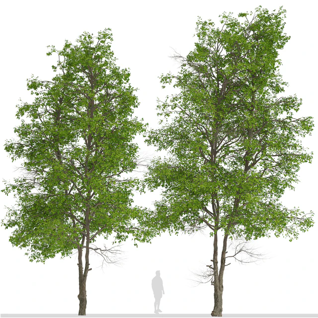 Set of Tilia Platyphyllos Trees (Large-Leaved Lime) (2 Trees) — Descargar