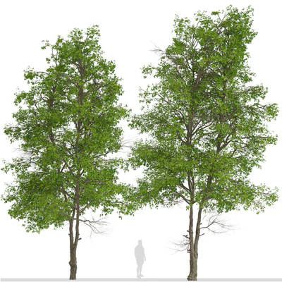 Set of Tilia Platyphyllos Trees (Large-Leaved Lime) (2 Trees) — Ver 2