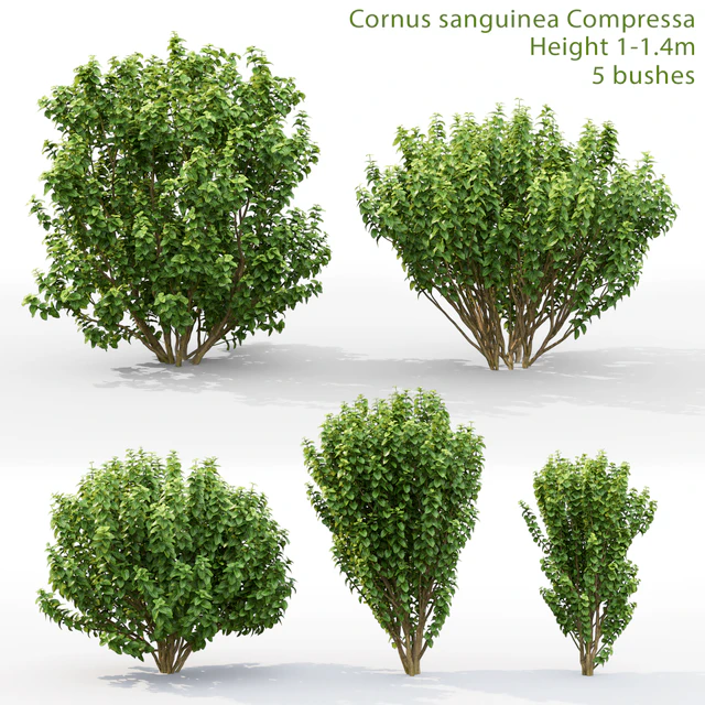 Derain Compress | Cornus sanguinea Compressa # 1 — Descargar