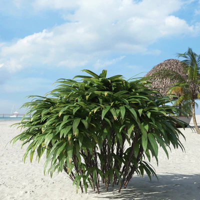 palm trees 027 — Descargar