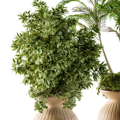 Outdoor Plants - Set 88 — Вид 2
