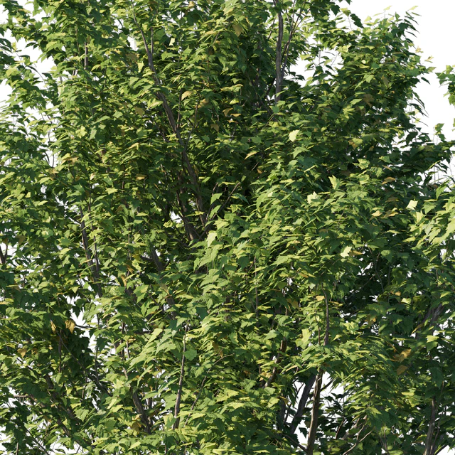 Platanus acerifolia 06 — Descargar