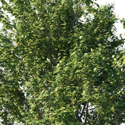 Platanus acerifolia 06 — Ver 2