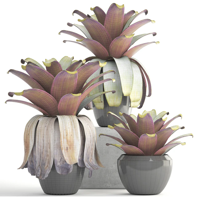 Collection of plants 149. Bromeliad, botanical garden, pot, flowerpot, bush, tropical, decorative, Bromelia — Descargar