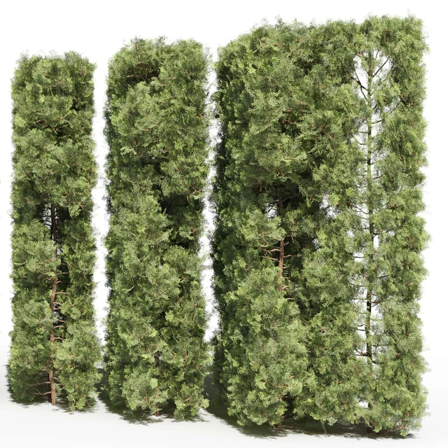 Thuja # 3 (Thuja # 3) — Descargar