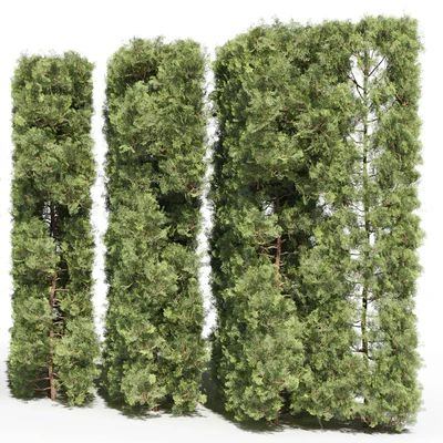 Thuja # 3 (Thuja # 3) — Ver 2