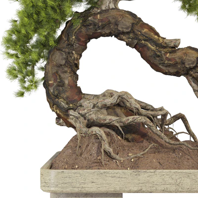 Bonsai Tree 229 — Ver 3