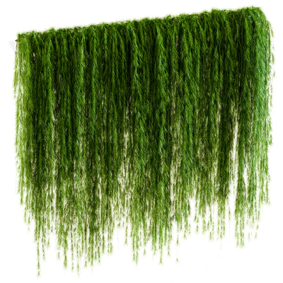 A wall of drooping plant branches — Ver 1