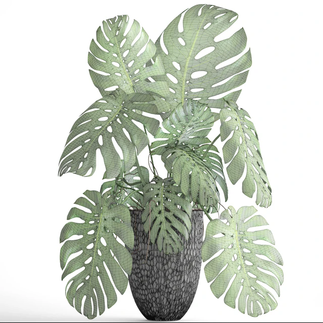 Monstera, bush, flower, pot, black flowerpot, indoor, interior — Descargar