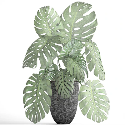 Monstera, bush, flower, pot, black flowerpot, indoor, interior — Ver 2