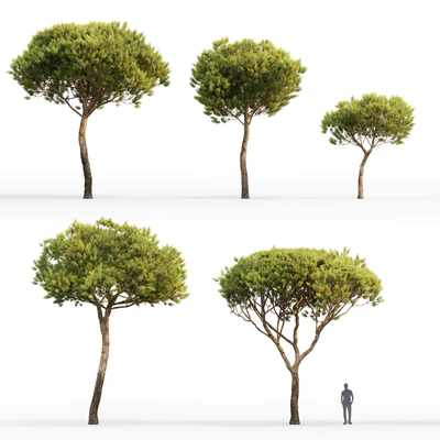 Pine — Ver 2