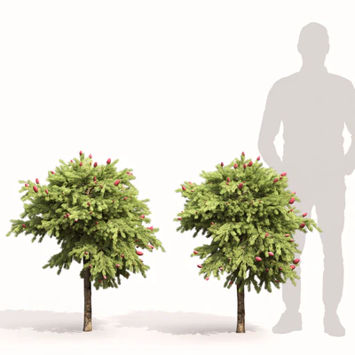 Picea Wild Strawberry — Ver 3