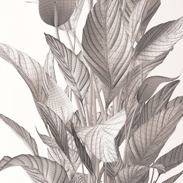 Spathiphyllum plant — Скачать