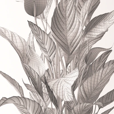 Spathiphyllum plant — Вид 2