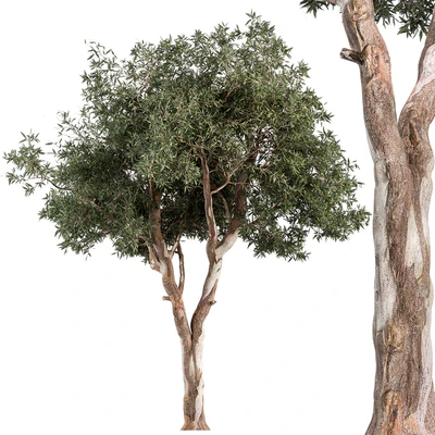 RedGum Tree - Tree Set 175 — Вид 1