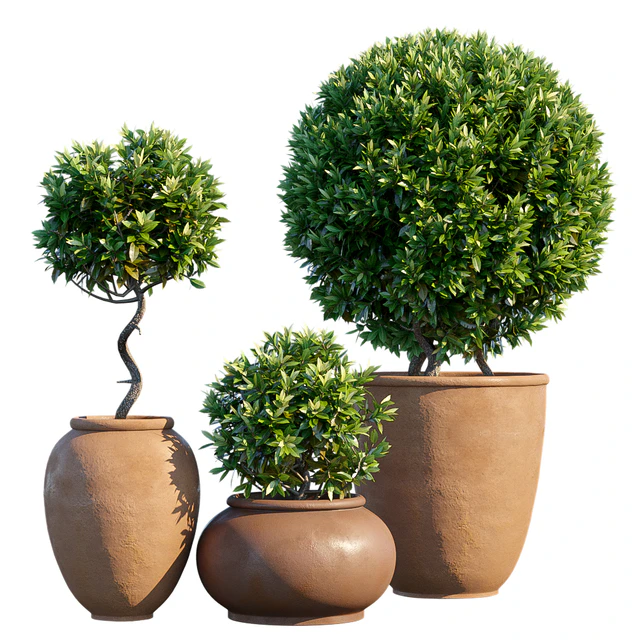 Plant in pots #10 : Mediterranean — Скачать