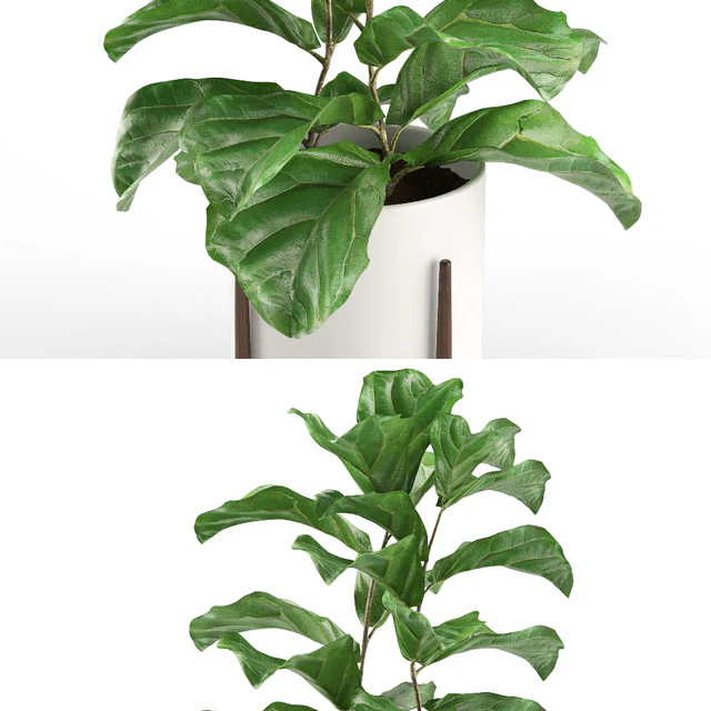 Plant 012 - Ficus Lyrata — Descargar