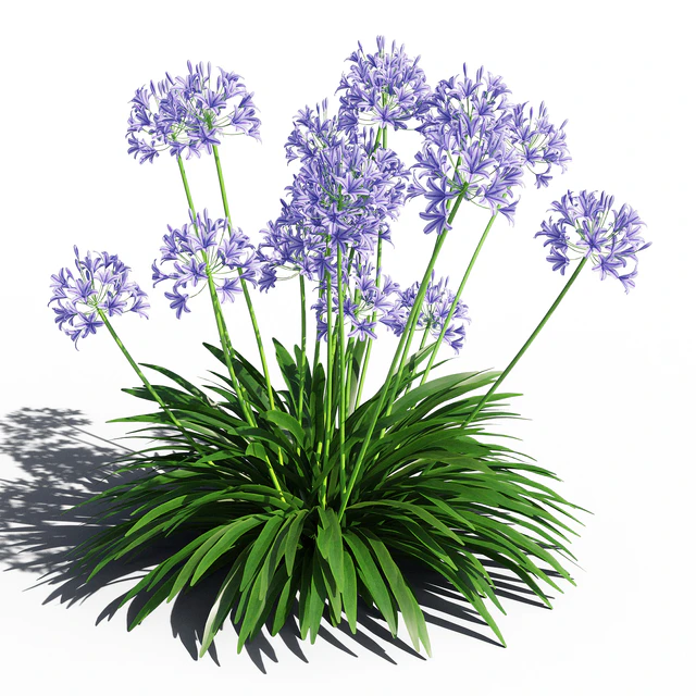 Agapanthus — Descargar