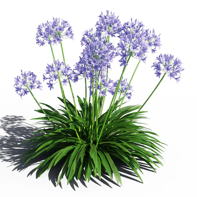 Agapanthus — Ver 2