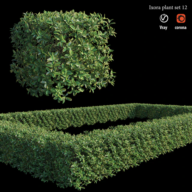 Ixora plant set 12 — Descargar