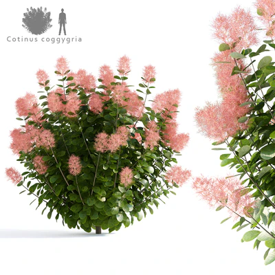 Leather Sump | Cotinus coggygria — Ver 1