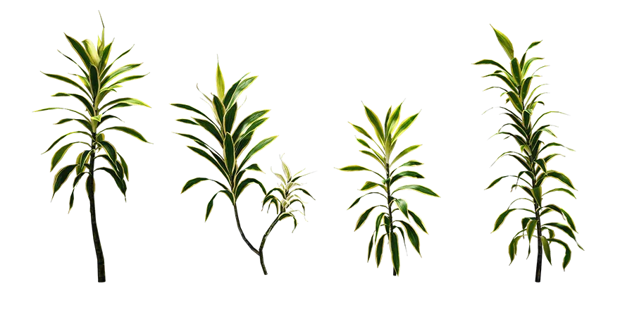 dragon tree 002 — Скачать