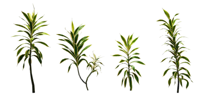 dragon tree 002 — Скачать