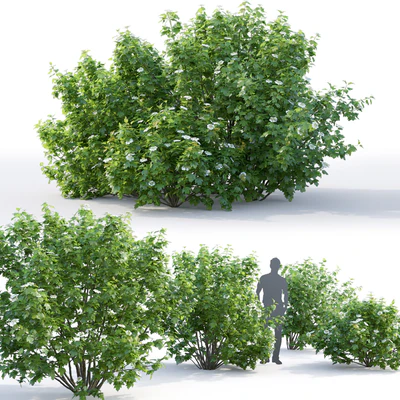Viburnum — Ver 4