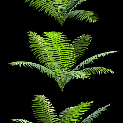 Set of ferns — Ver 1