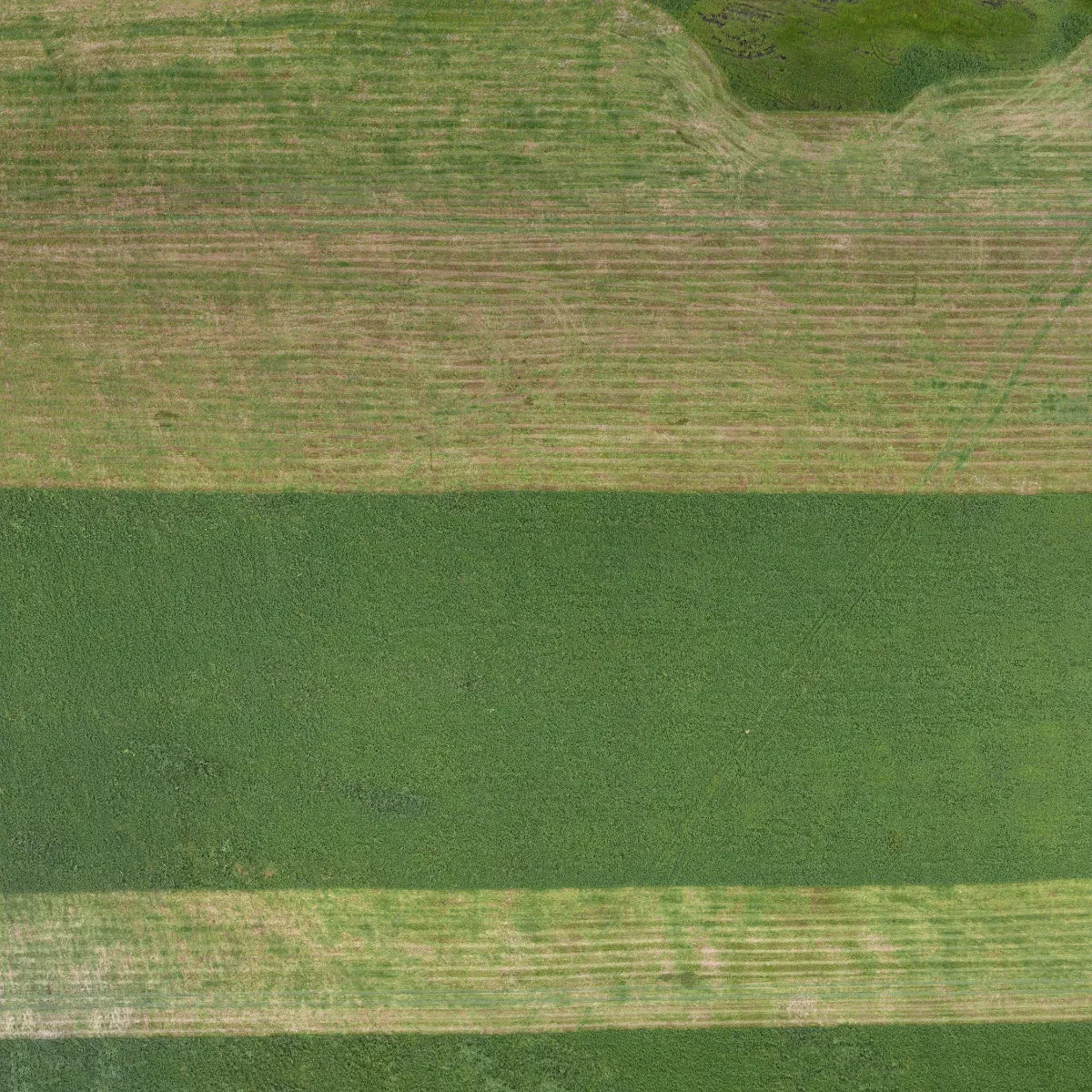 field summer 005 — Descargar